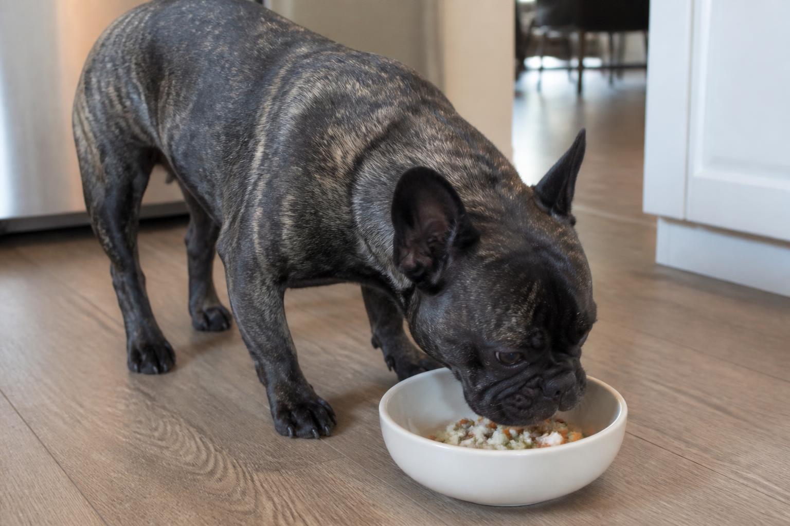 A brindle French Bulldog eating fresh food from a bowl in a home kitchen.